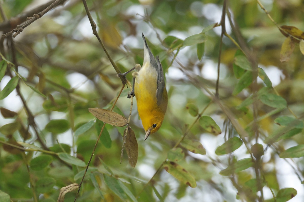 lesňáček zlatý - ML647395852