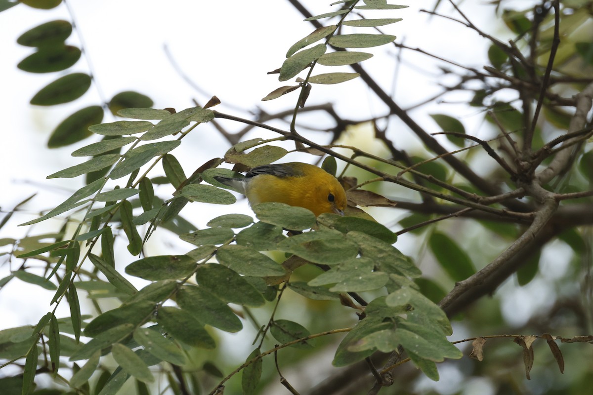 lesňáček zlatý - ML647395853