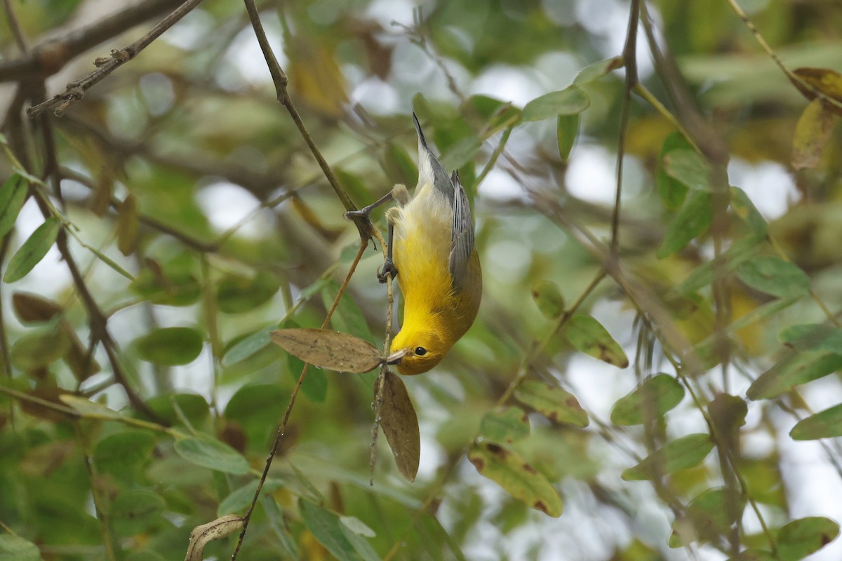 lesňáček zlatý - ML647395854