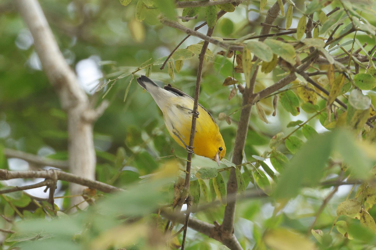 lesňáček zlatý - ML647395855