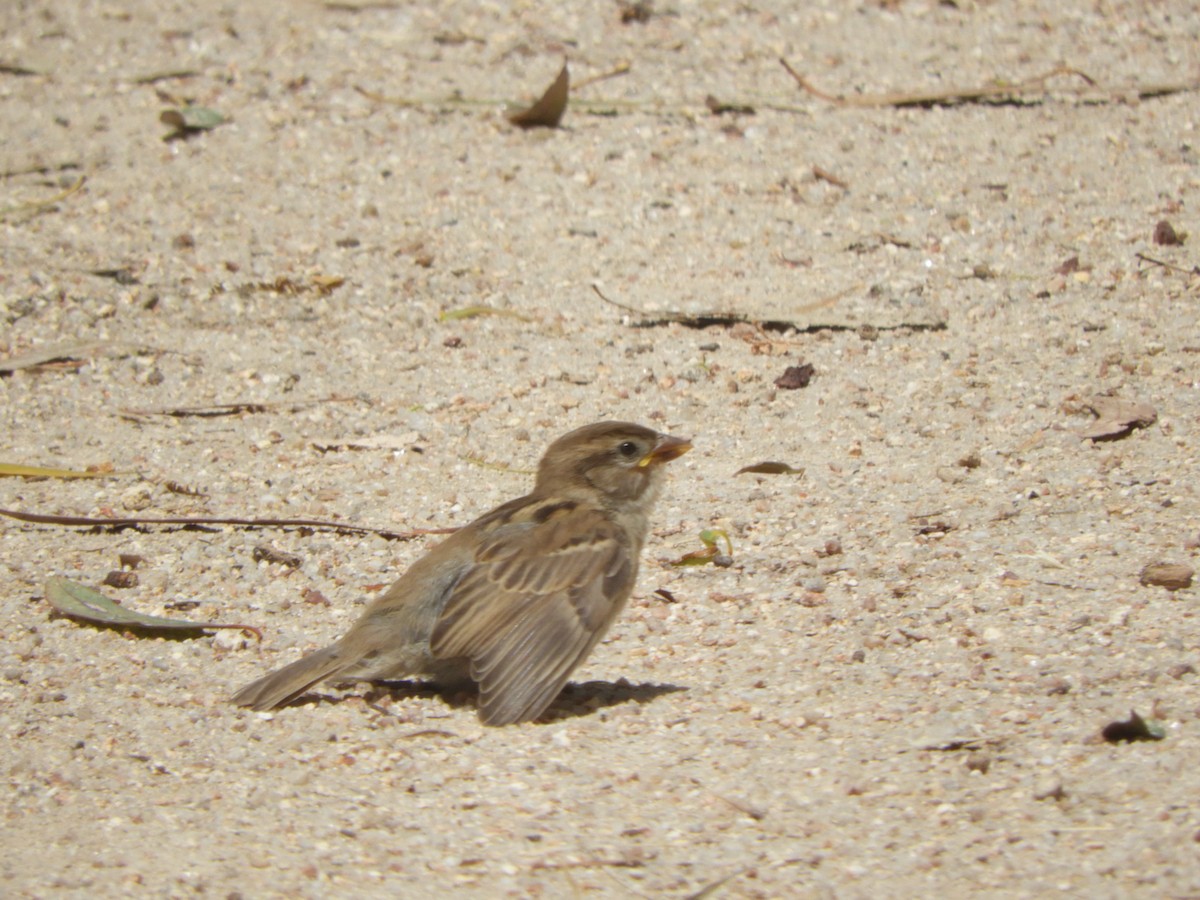 家麻雀 - ML647395856