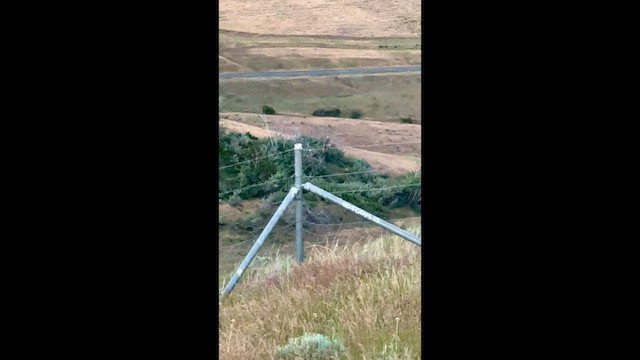 Western Meadowlark - ML647395857