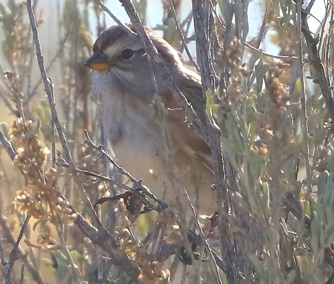 American Tree Sparrow - ML647395860