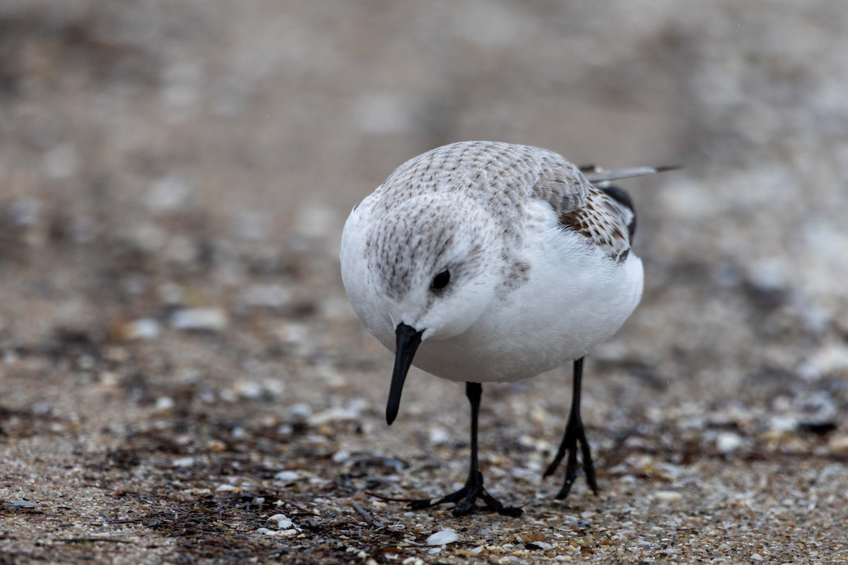 三趾濱鷸 - ML647395869