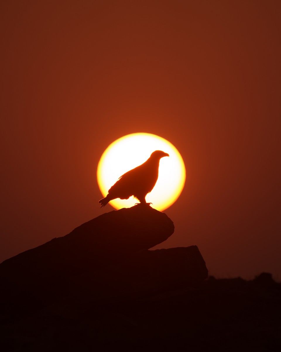 Steppe Eagle - ML647395872