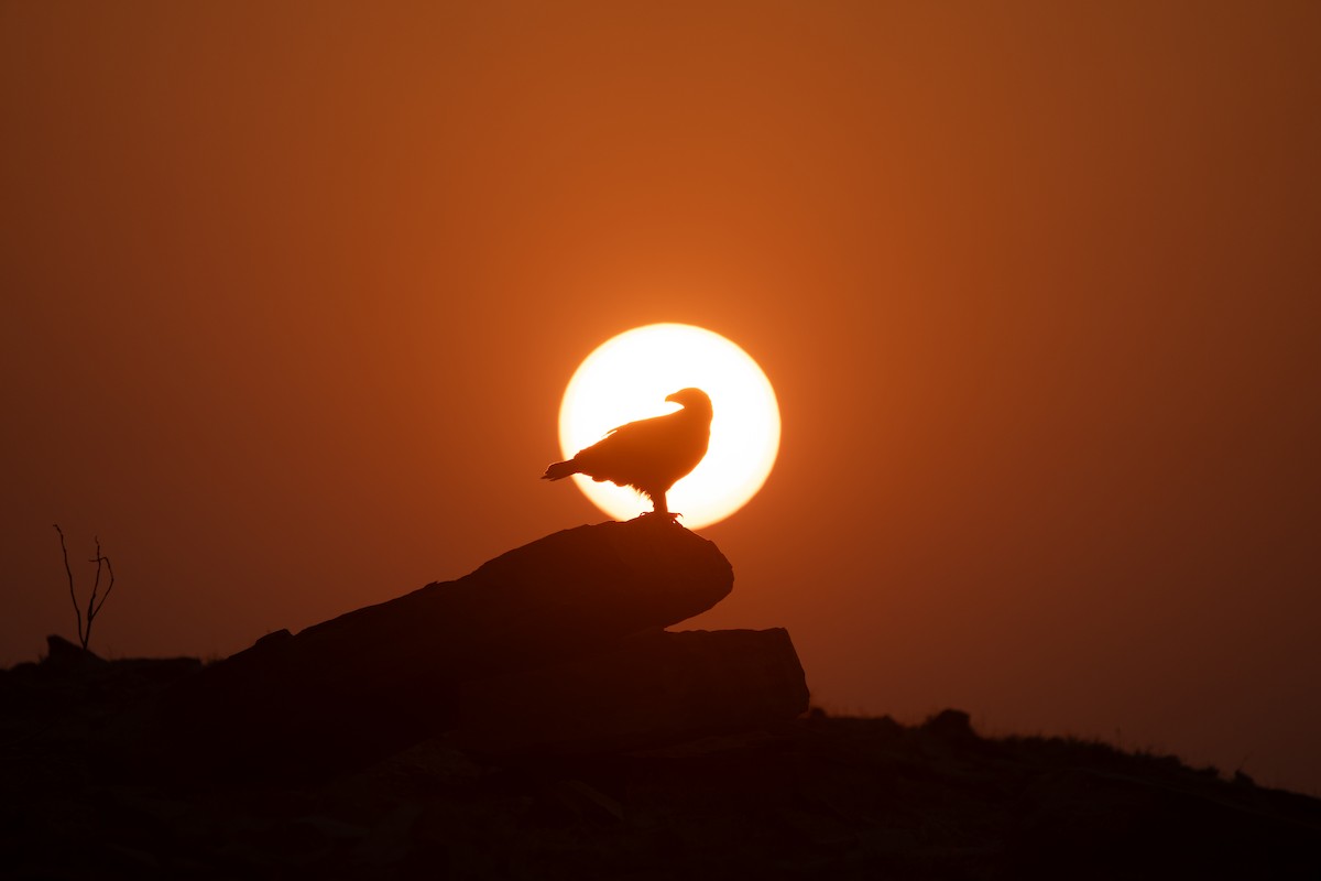 Steppe Eagle - ML647395873