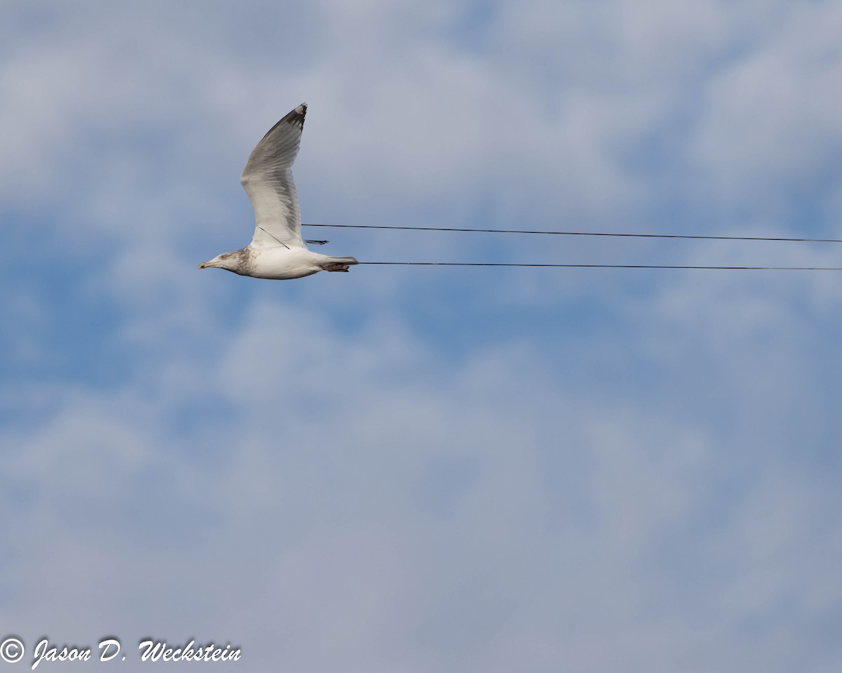 American Herring Gull - ML647395876