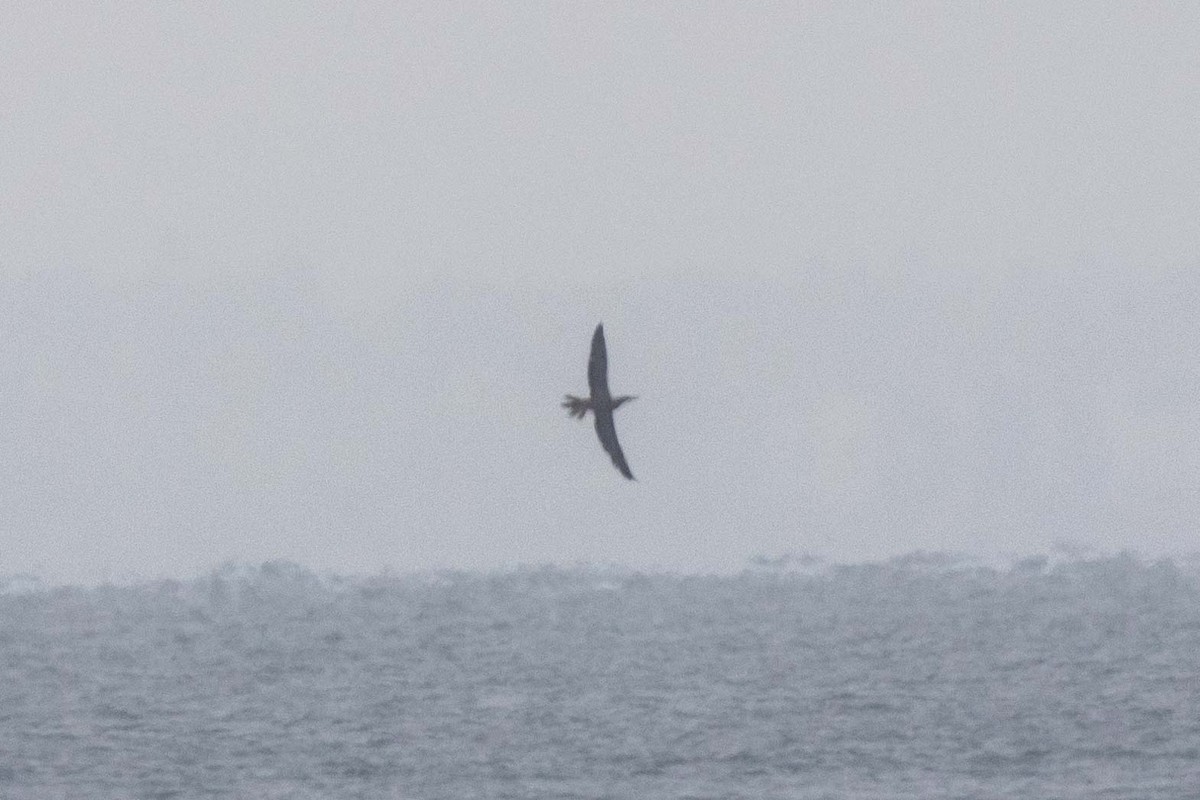 白腹鰹鳥(leucogaster) - ML647395878