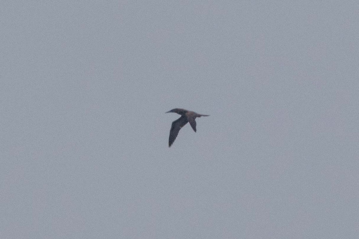 白腹鰹鳥(leucogaster) - ML647395880