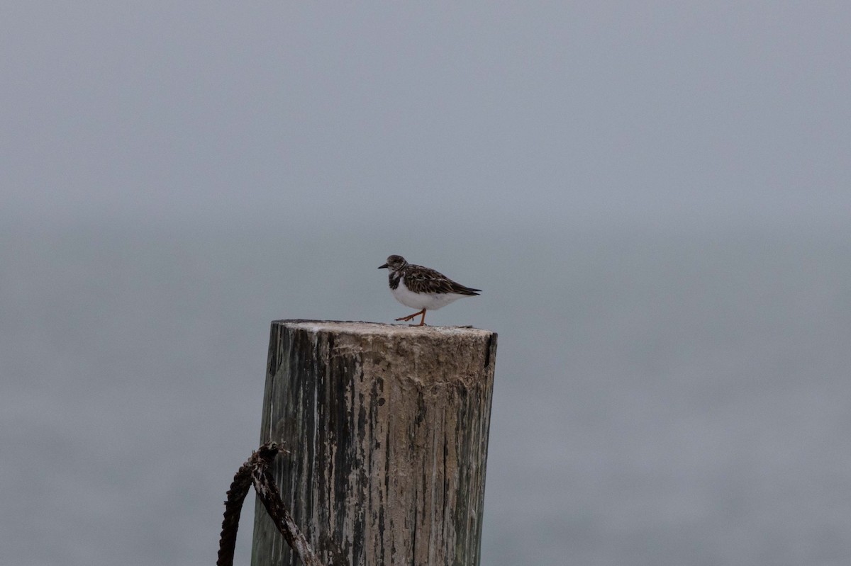 翻石鷸 - ML647395881