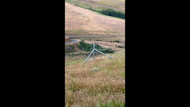 Шпаркос західний - ML647395882