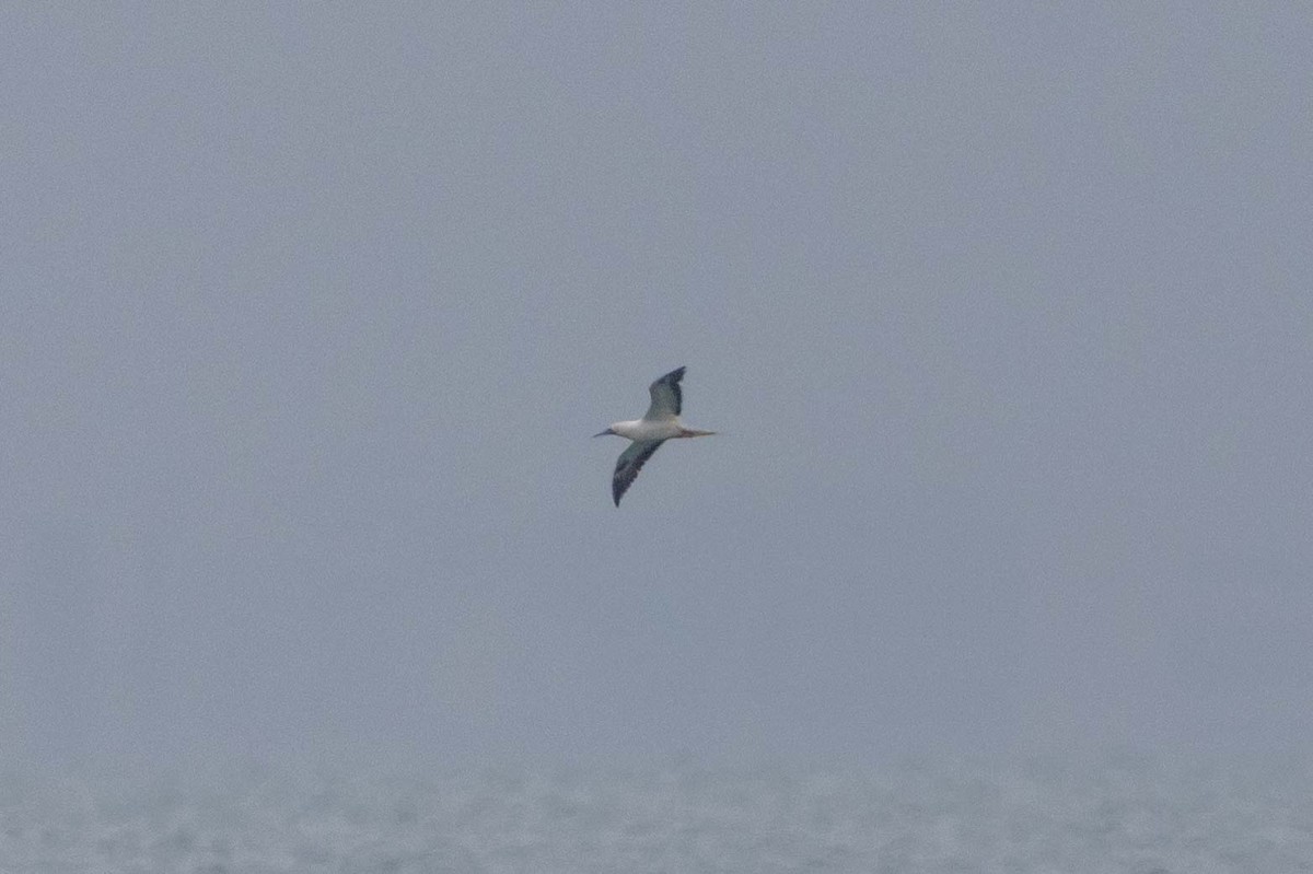 アカアシカツオドリ - ML647395886