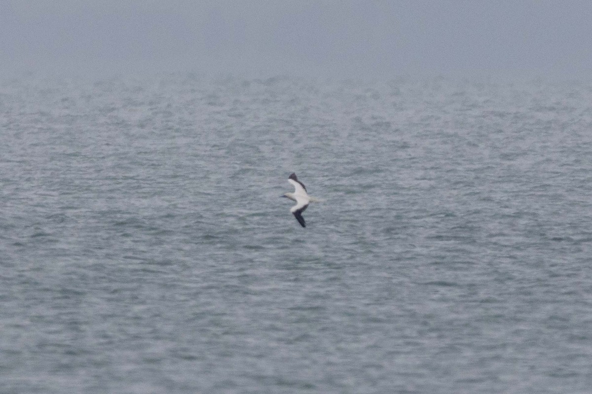 アカアシカツオドリ - ML647395887