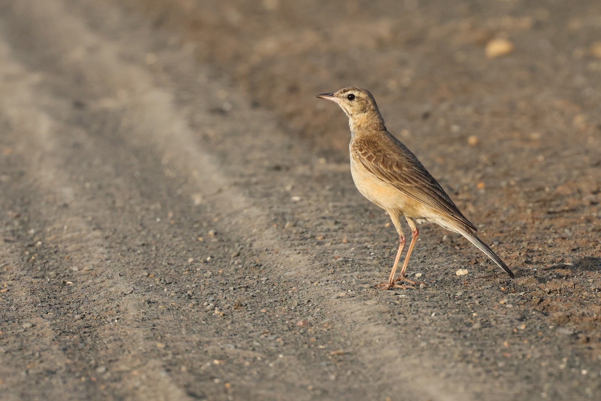 Buffy Pipit - ML647395898