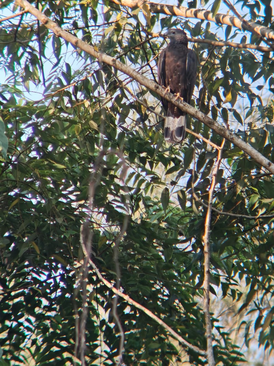 Oriental Honey-buzzard - ML647395906