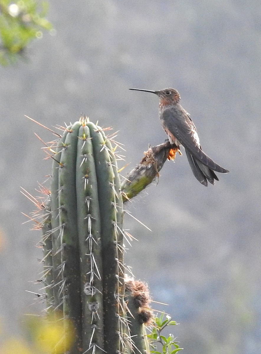 kolibřík velký - ML647395909