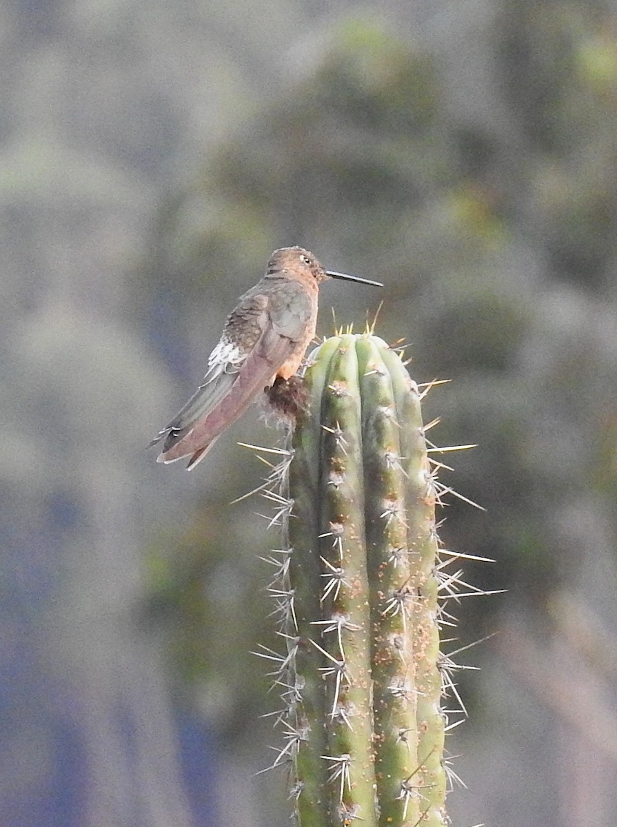 kolibřík velký - ML647395910