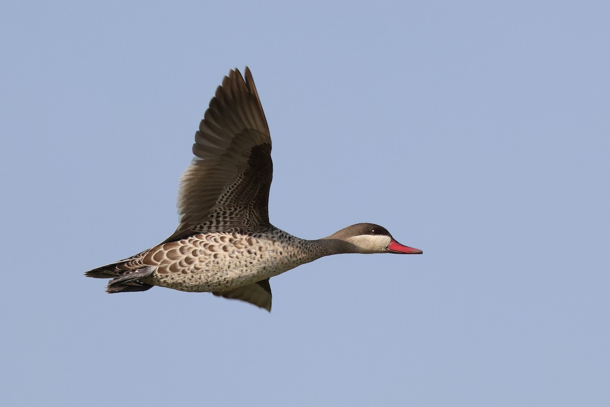 Red-billed Duck - ML647395911