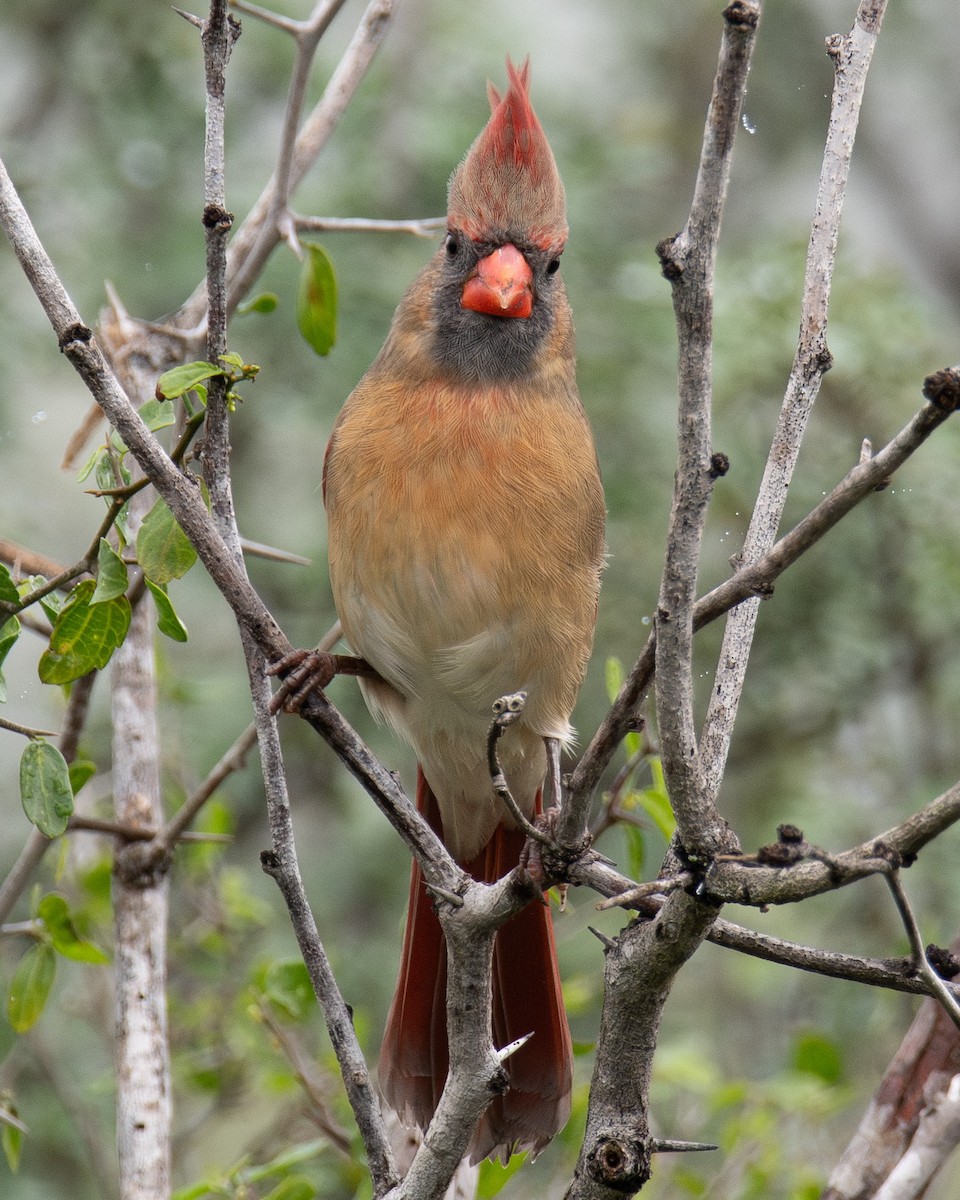 rødkardinal - ML647395914