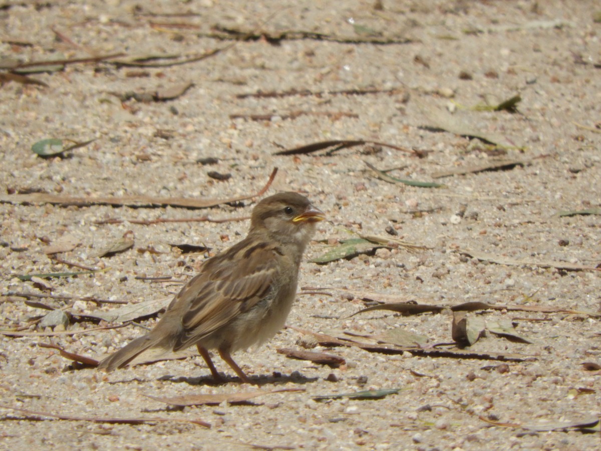 gråspurv - ML647395917