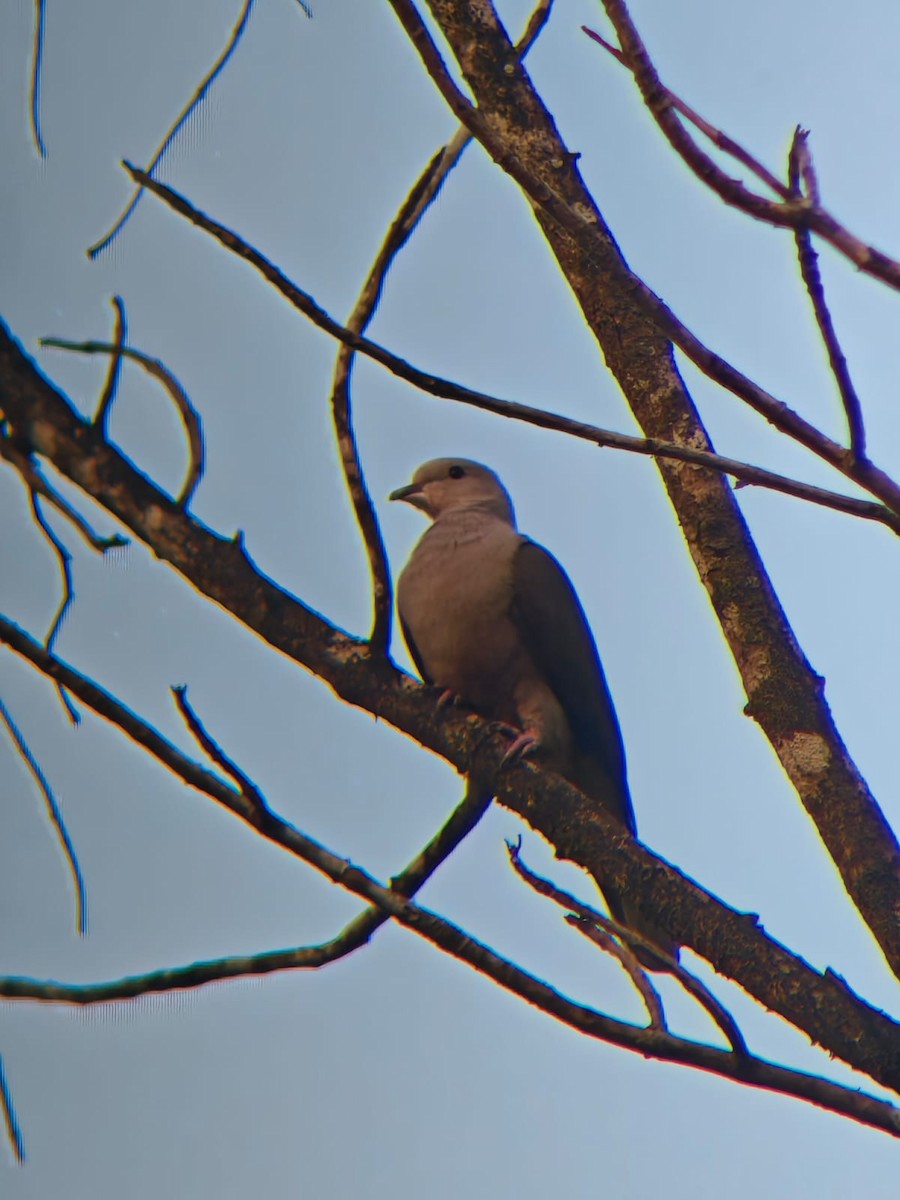 Malabar Imperial-Pigeon - ML647395924