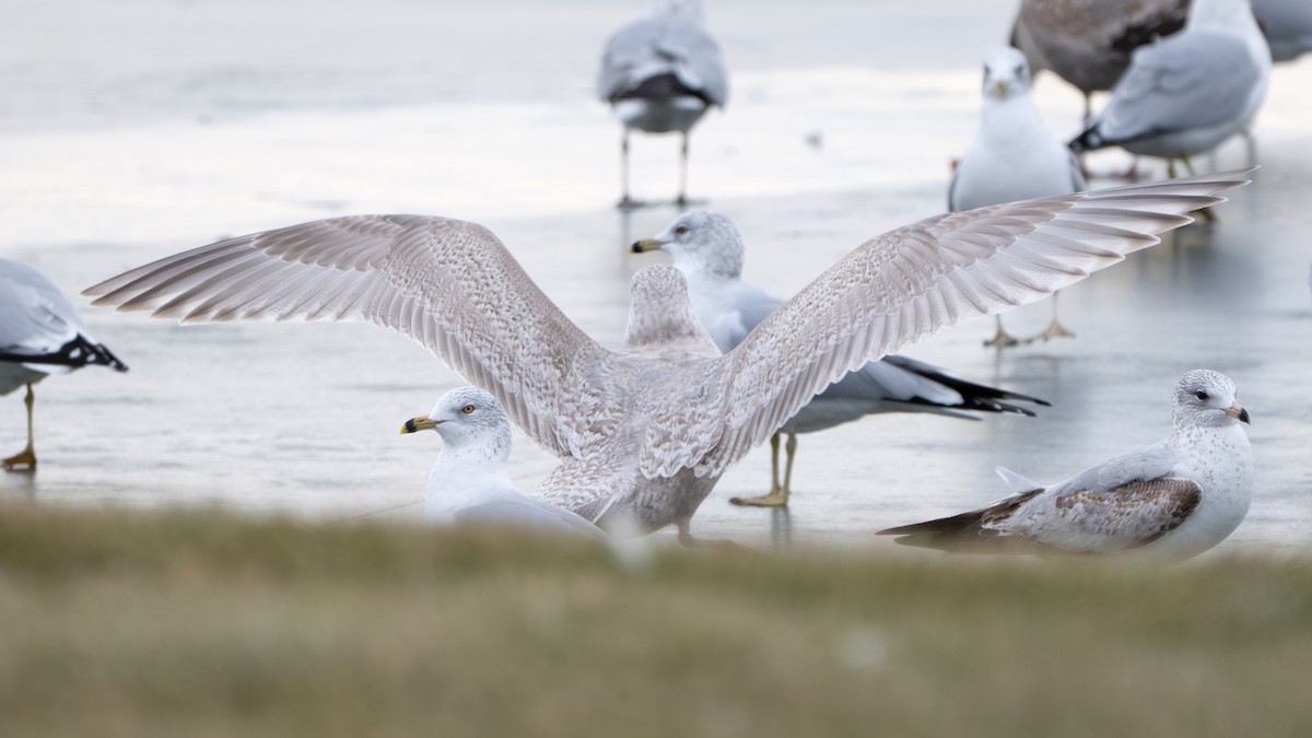 アイスランドカモメ（亜種 カナダカモメ） - ML647395933