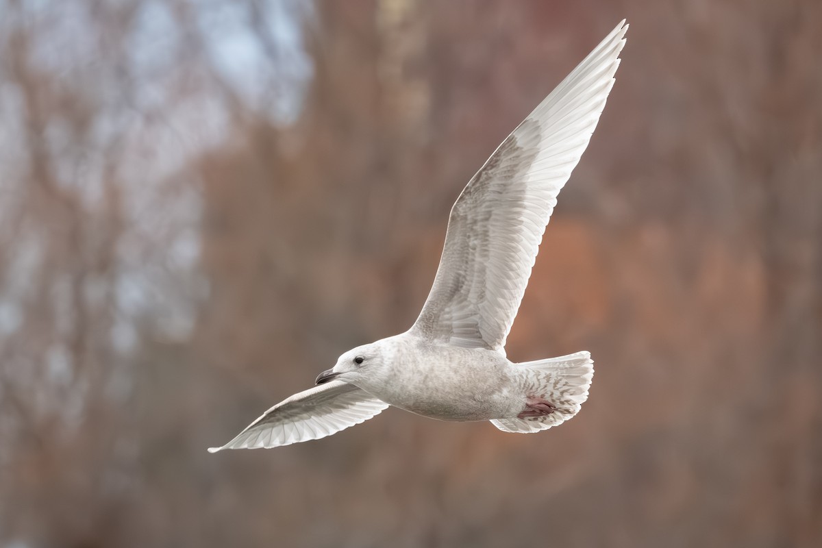 アイスランドカモメ（亜種 カナダカモメ） - ML647395934