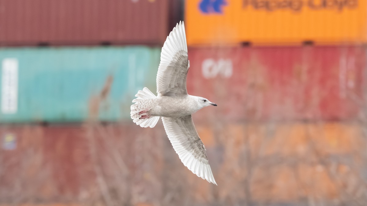 アイスランドカモメ（亜種 カナダカモメ） - ML647395935