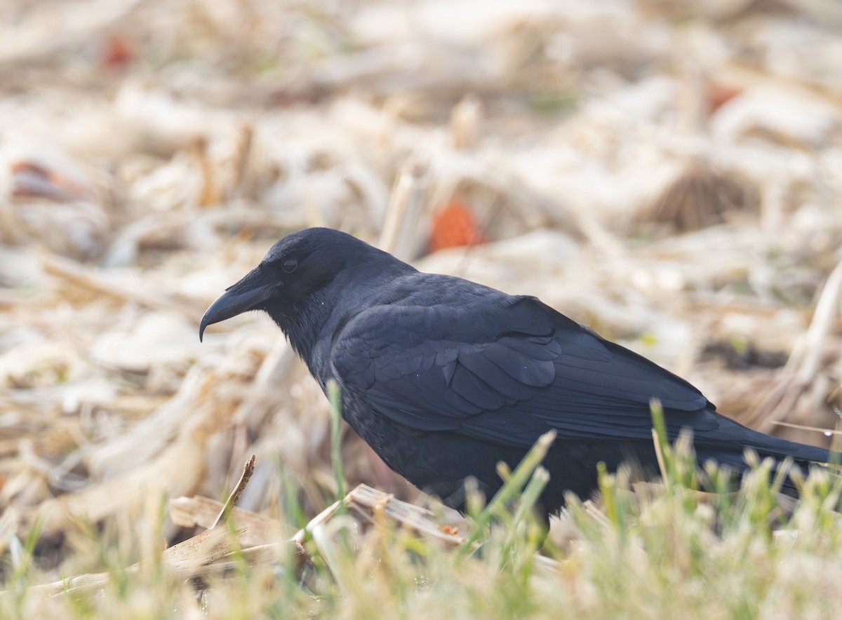 ウオガラス - ML647395936