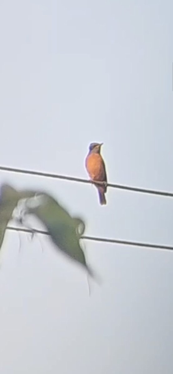 Blue-capped Rock-Thrush - ML647395937
