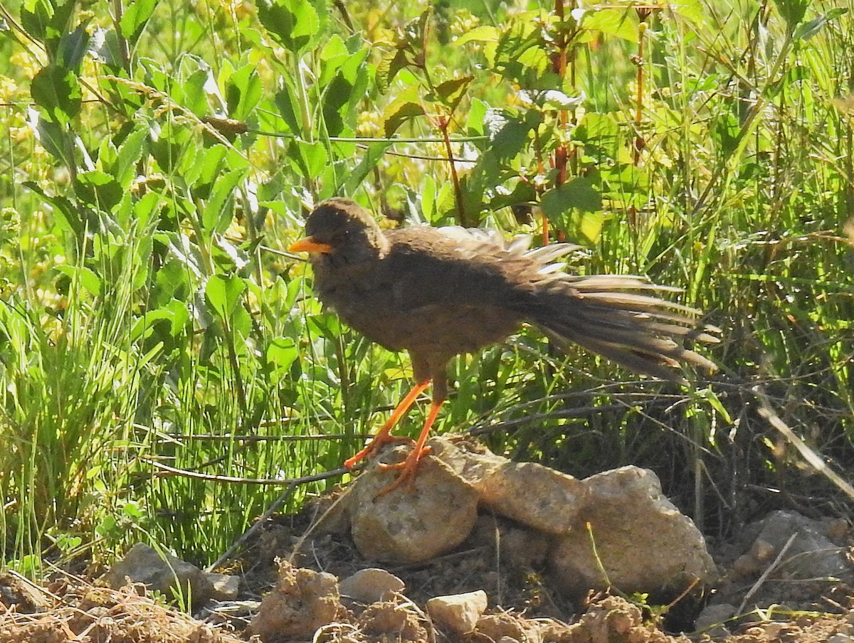 Chiguanco Thrush - ML647395950