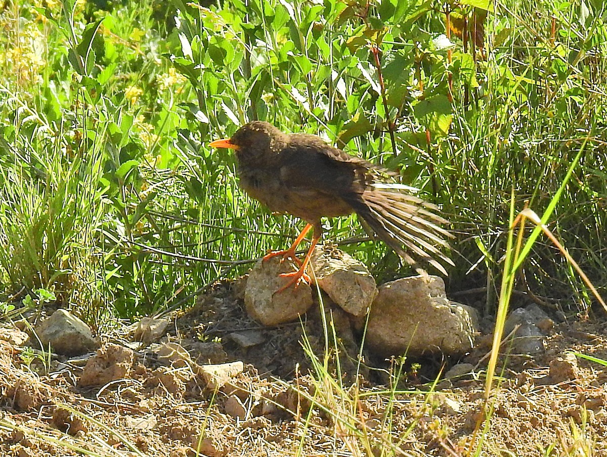 Chiguanco Thrush - ML647395951
