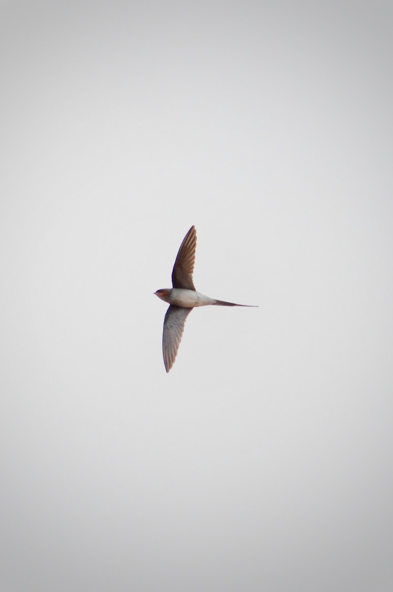 Crested Treeswift - ML647395962