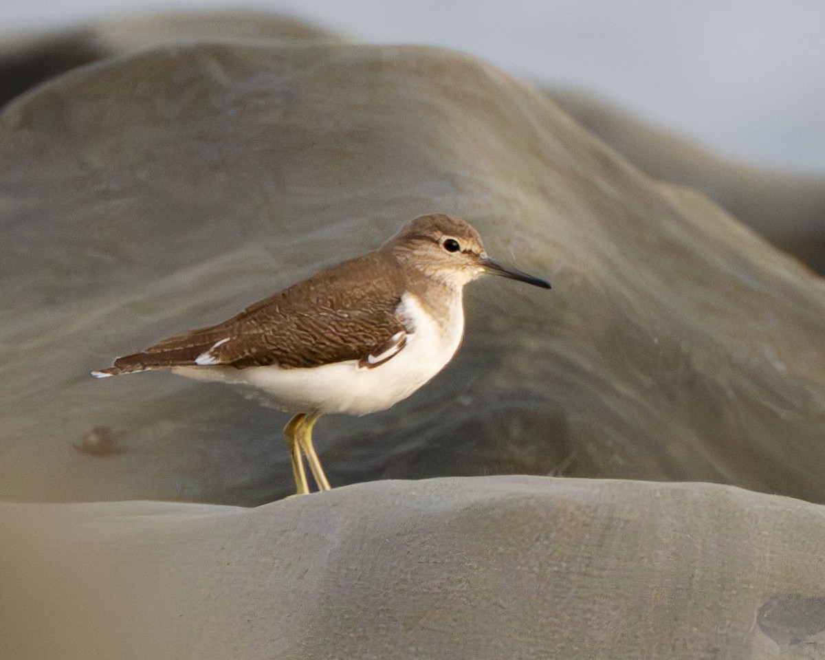 Набережник палеарктичний - ML647395969