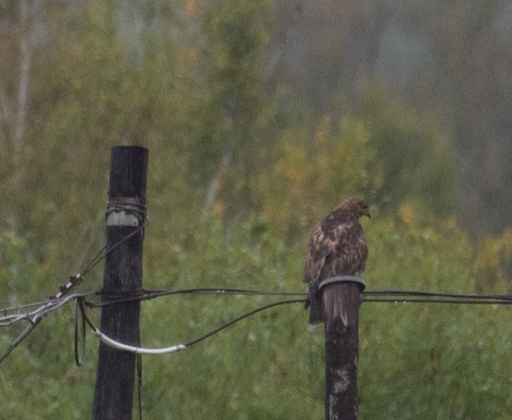 Buteo, unbestimmt - ML647395970