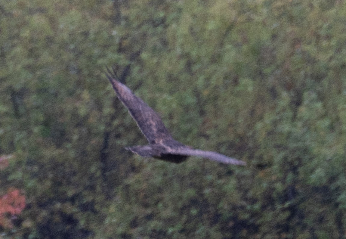 Buteo, unbestimmt - ML647395971