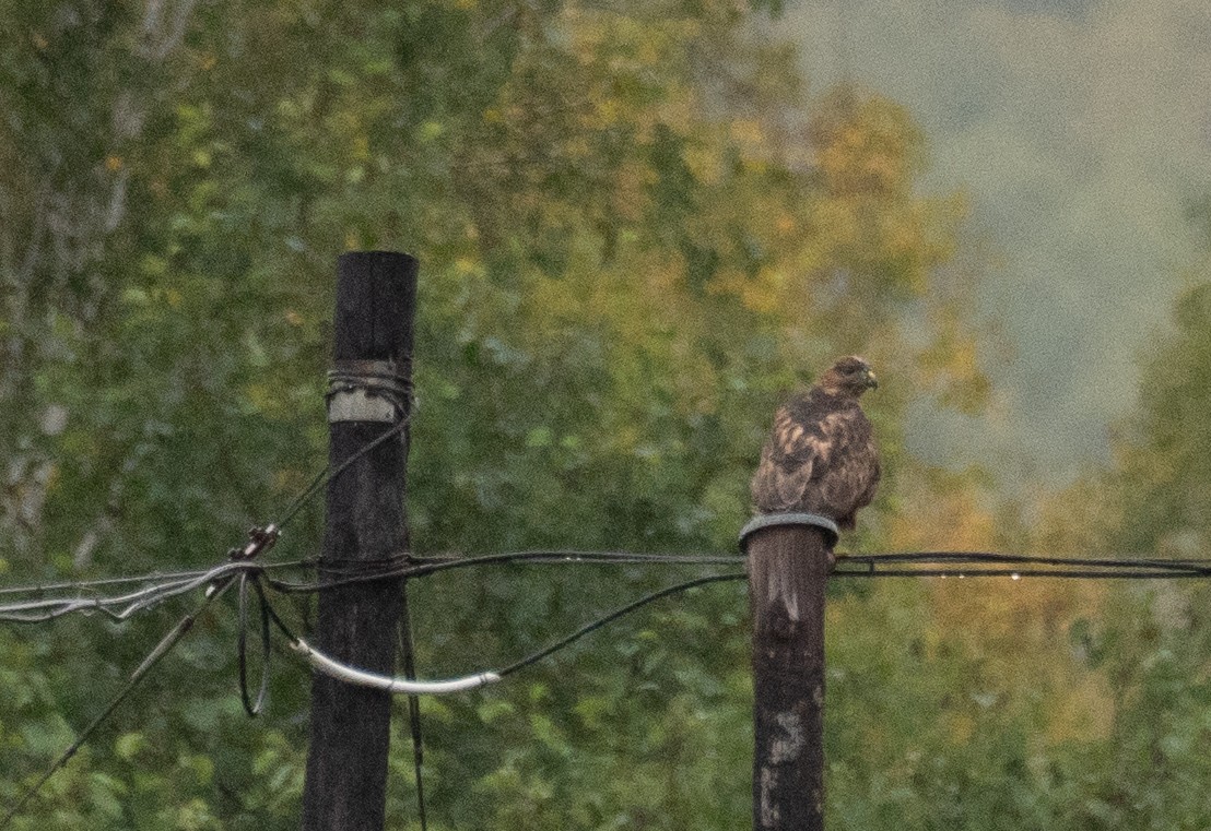 Buteo, unbestimmt - ML647395972