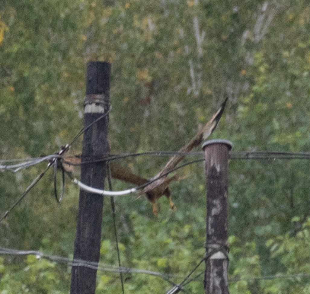 Buteo, unbestimmt - ML647395973