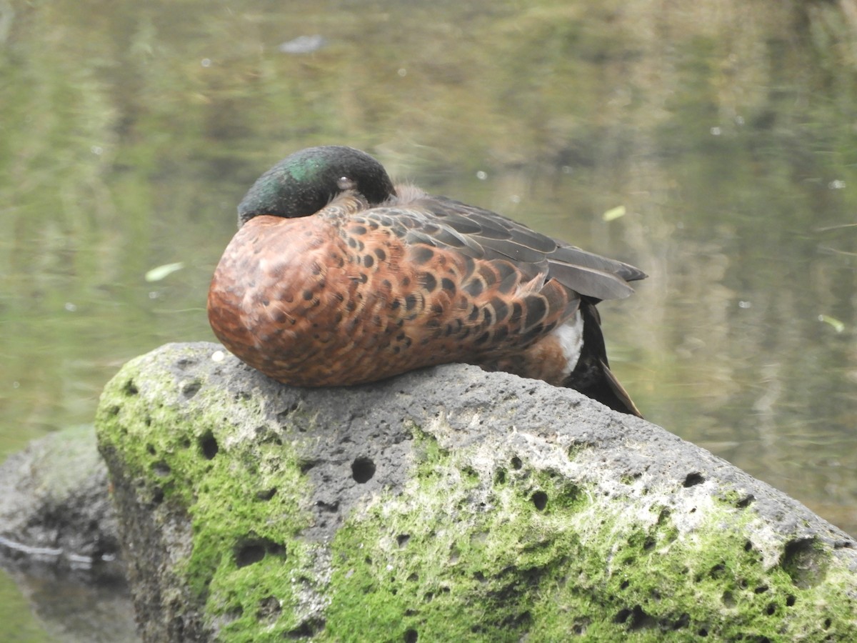 Chestnut Teal - ML647395975