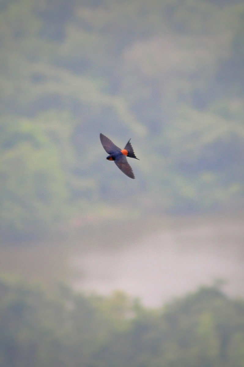 Sri Lanka Swallow - ML647395978