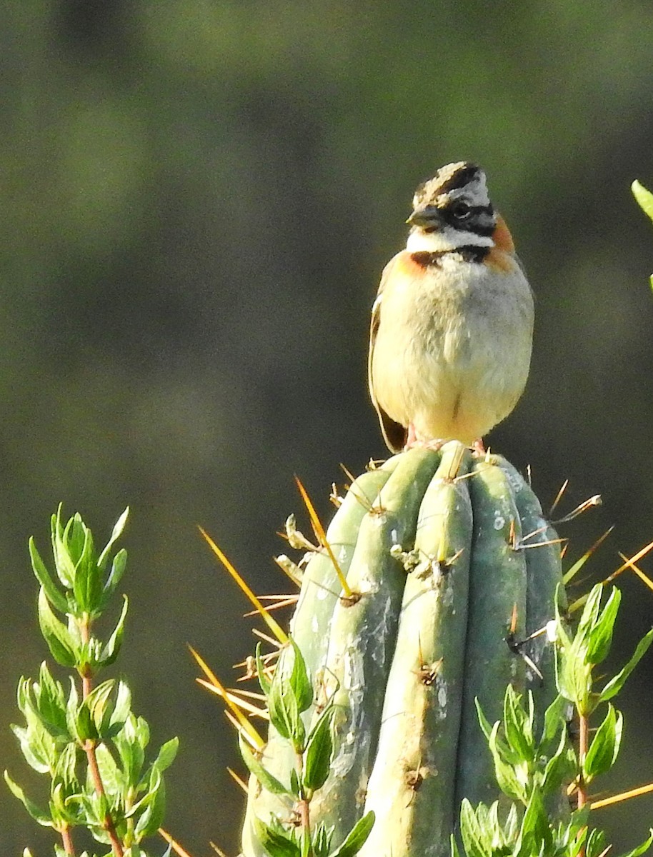 Rufous-collared Sparrow - ML647395981