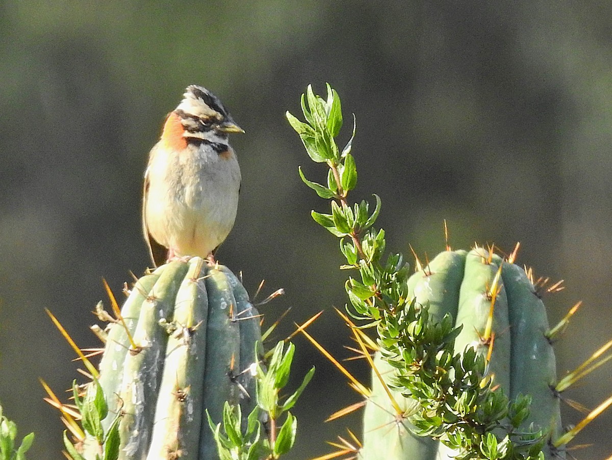 Rufous-collared Sparrow - ML647395982