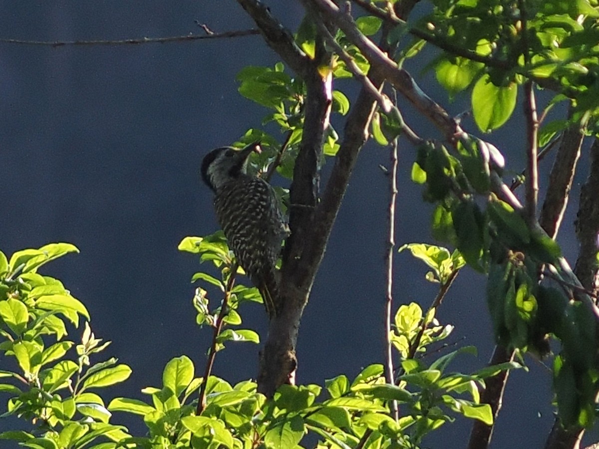 Pito Cardenal - ML647395988