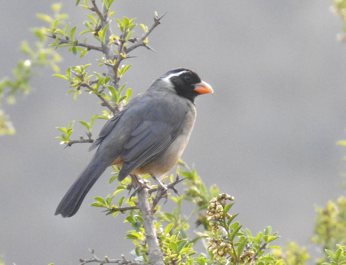 Golden-billed Saltator - ML647395989