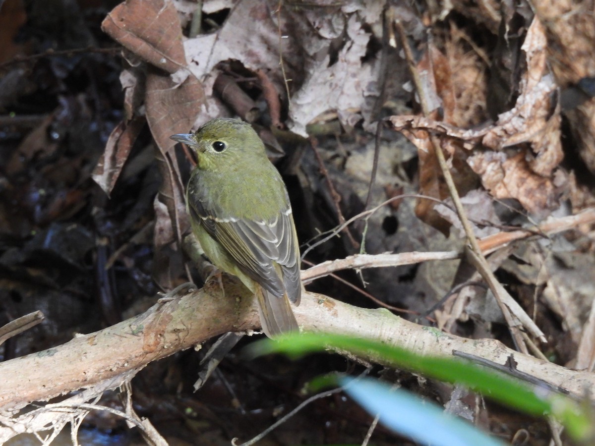 Китайская мухоловка - ML647396016