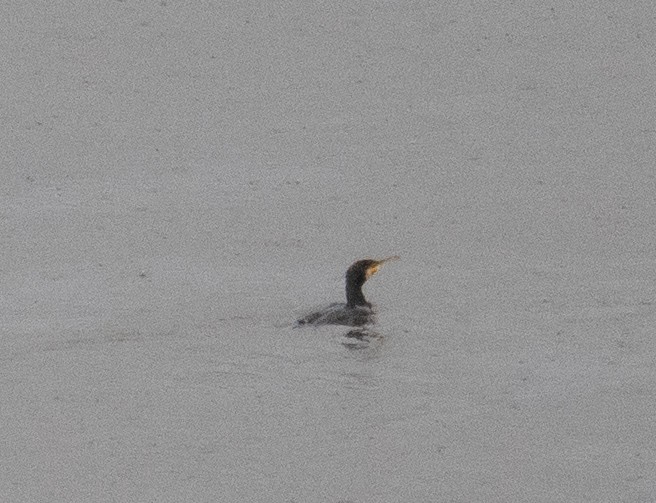 Great Cormorant - ML647396027