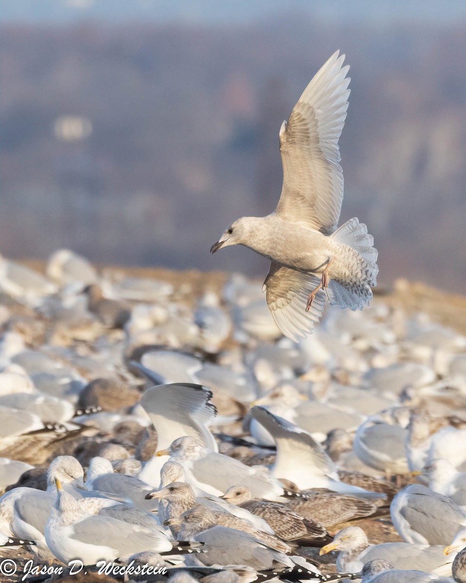 アイスランドカモメ（亜種 クムリーンカモメ） - ML647396034