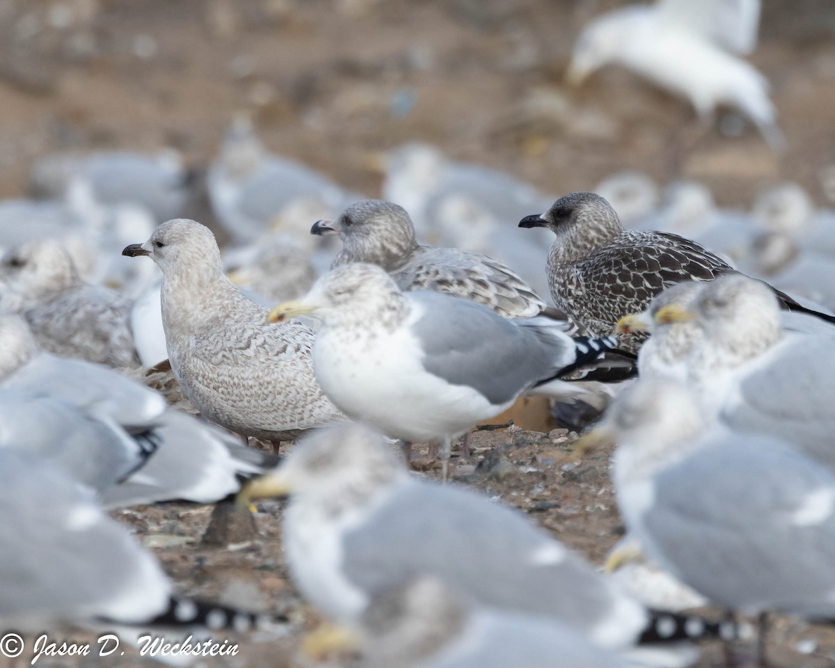 アイスランドカモメ（亜種 クムリーンカモメ） - ML647396035