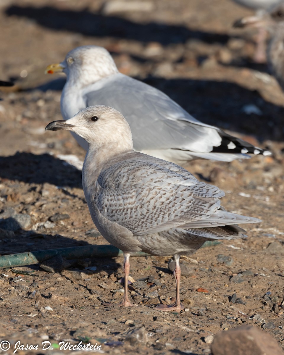 アイスランドカモメ（亜種 クムリーンカモメ） - ML647396037