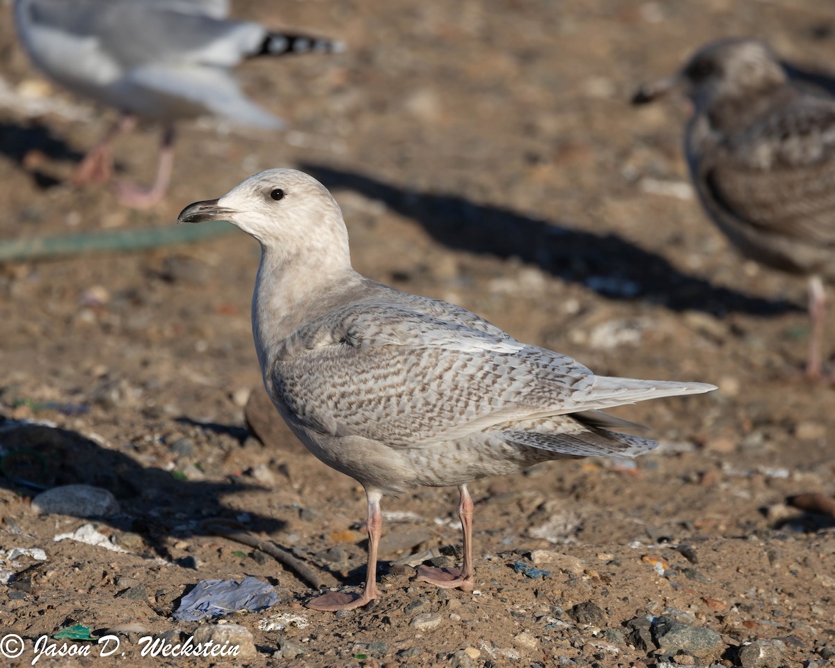 アイスランドカモメ（亜種 クムリーンカモメ） - ML647396038
